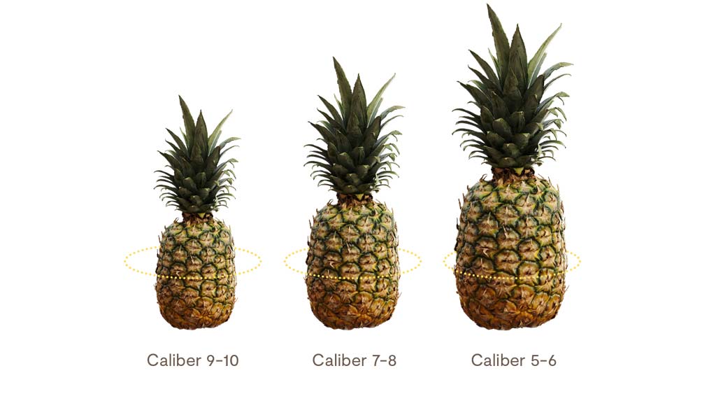 Ananas i olika storlekar